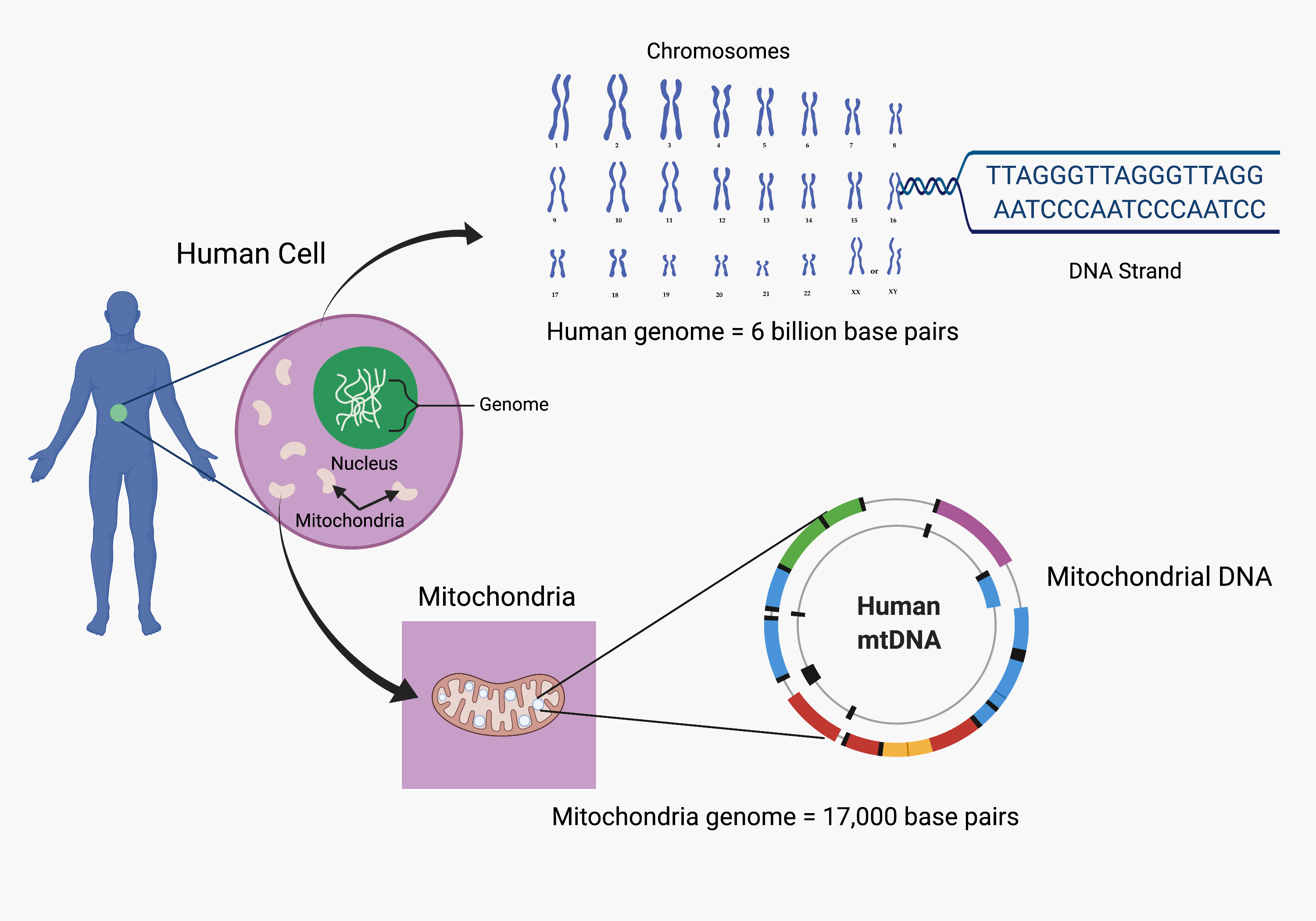 All cells in the body carry an entire, identical genome, organized into chromosomes