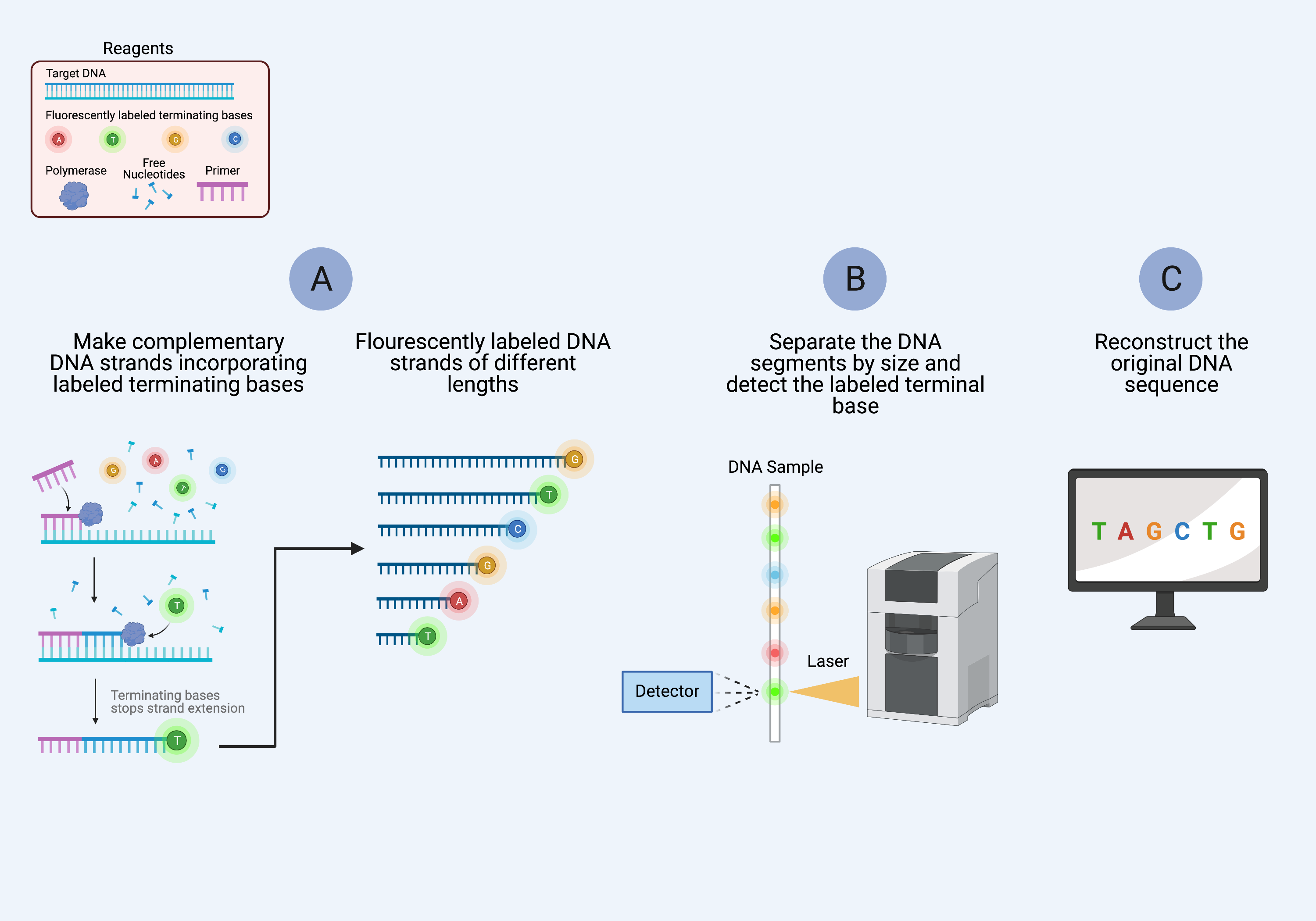 Figure 7. Schematic of the steps in Sanger sequencing.