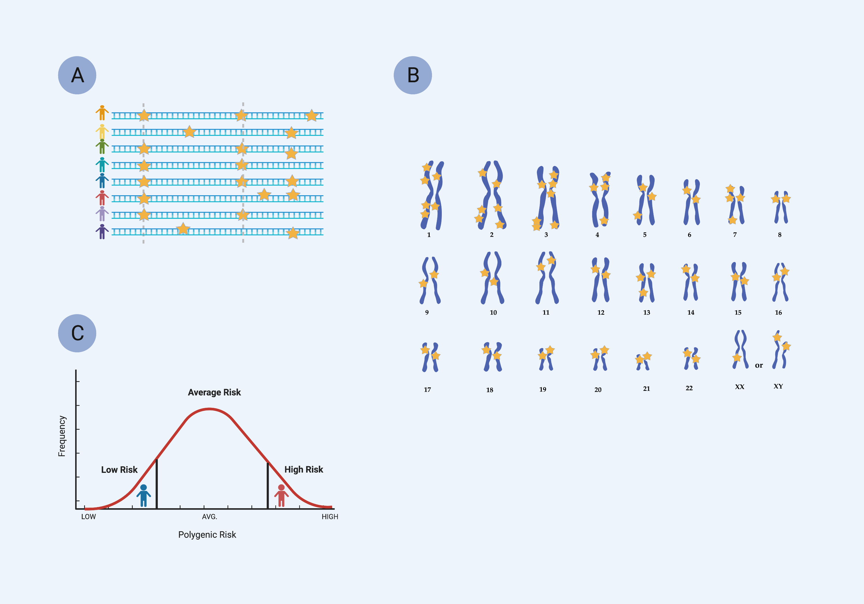 Figure 19. A polygenic risk score (PRS) leverages data from hundreds of genome-wide genetic variants to determine an individual’s relative risk for a disease. 